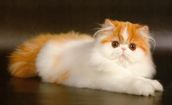 Сколько живут персидские кошки 2