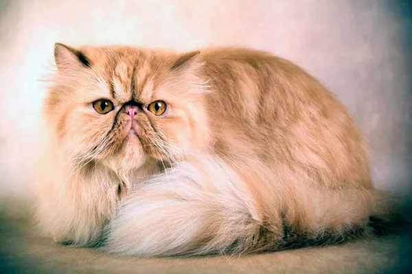 В среднем персидские кошки живут 15-20 лет