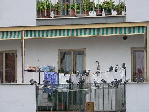 голуби на открытом балконе