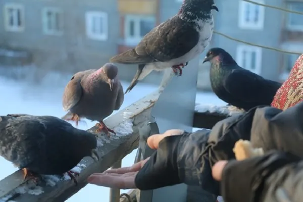 прикормка голубей на балконе