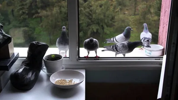 голуби кормятся на балконе