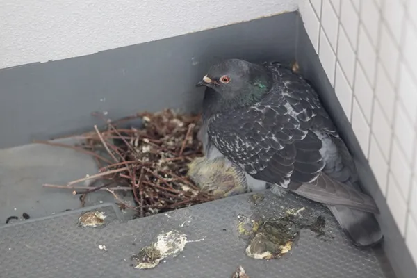 голуби вьют гнезда на балконе