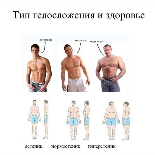 разновидности мужских телосложений