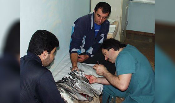 Отец Мияги, Казбек Кудзаев, оперирует раненого браконьерами орла