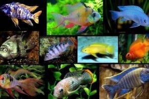 Совместимость различных видов аквариумных питомцев